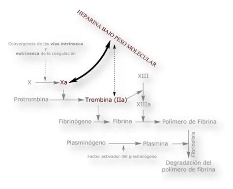 Diagrama esquemático de los mecanismos de acción de la heparina y las HBPM, mostrando la interacción con la antitrombina III y los factores de coagulación Xa y IIa.