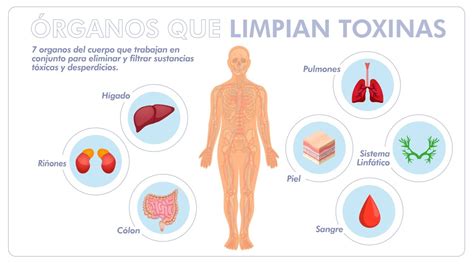 Gráfico explicativo de los órganos de desintoxicación del cuerpo humano (hígado, riñones, piel).