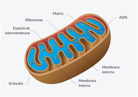 Representación esquemática de una mitocondria celular y el transporte de ácidos grasos