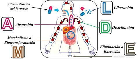 Diagrama que ilustra los procesos de absorción, distribución, metabolismo y excreción de fármacos en el cuerpo.