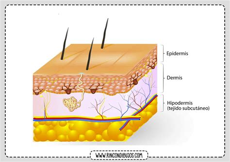 Ilustración esquemática de la estructura de la piel mostrando las capas y la acumulación de grasa y toxinas que causan la celulitis.