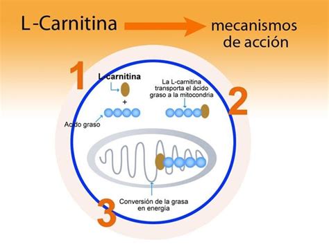 Diagrama de la mitocondria y el papel de la L-Carnitina en el transporte de ácidos grasos.