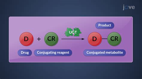 Diagrama que ilustra las diferentes reacciones de conjugación de la Fase II en el hígado, destacando la unión de moléculas endógenas a las toxinas.