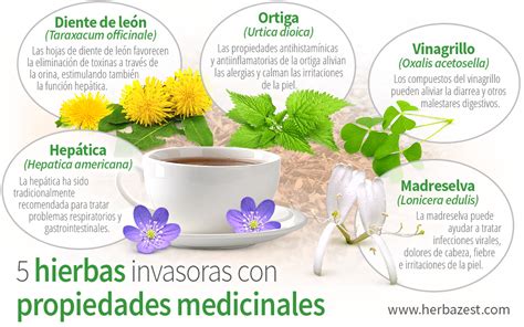 Infografía mostrando diferentes hierbas y sus beneficios para la presión arterial.