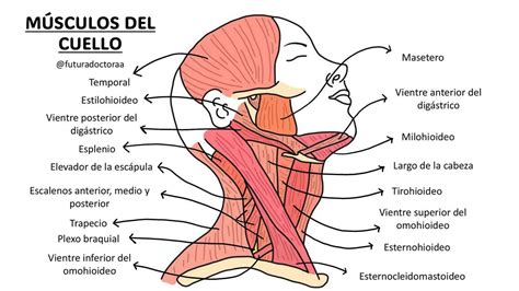 Diagrama anatómico de los músculos del cuello, diferenciando superficiales y profundos