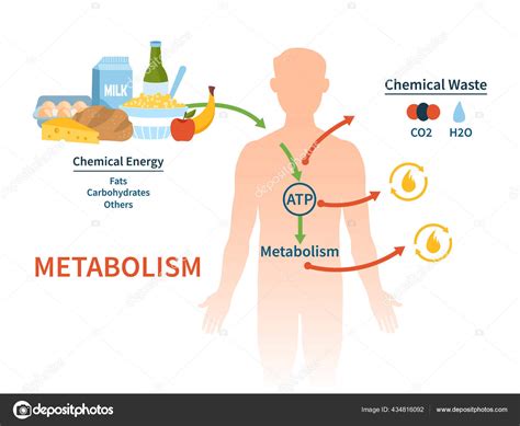 Diagrama simple del proceso metabólico en el cuerpo humano
