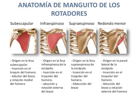 Ilustración anatómica del hombro y el cuello, destacando el manguito de rotadores y las vértebras cervicales.