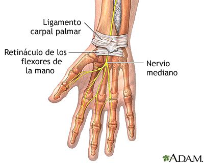 Diagrama de la mano y la muñeca mostrando la anatomía del túnel carpiano y la posición de los tendones y el nervio mediano.