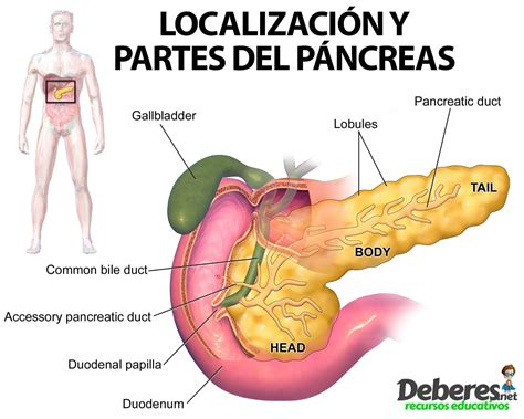 Ilustración anatómica del páncreas y su relación con el duodeno.