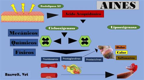 diagrama esquemático del mecanismo de acción del naproxeno, mostrando la inhibición de la ciclooxigenasa y la reducción de prostaglandinas.