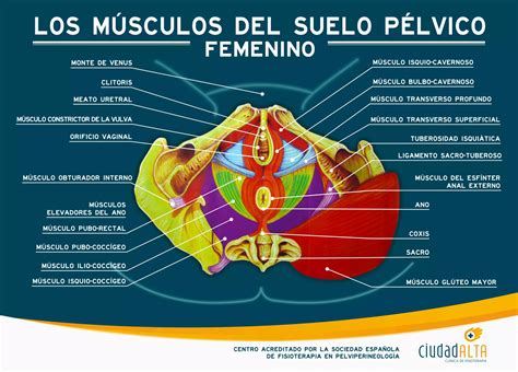 Diagrama anatómico que ilustra la ubicación del suelo pélvico y el cinturón pélvico.