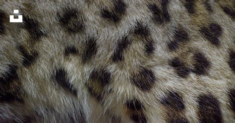 primer plano del pelaje moteado de un leopardo
