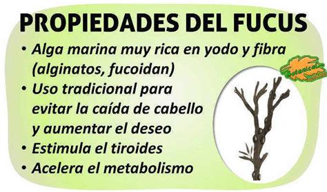 Infografía sobre las propiedades del alga Fucus para la piel