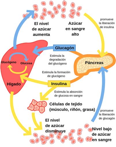 Diagrama que ilustra el ciclo de retroalimentación entre la insulina, la glucosa y el almacenamiento de grasa.