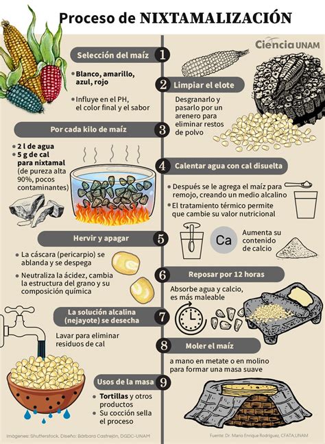 diagrama mostrando el proceso de nixtamalización del maíz y sus beneficios nutricionales