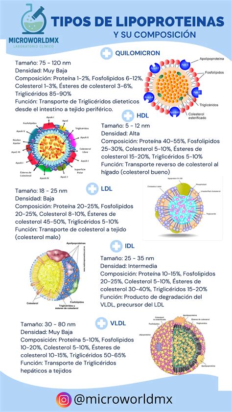 Infografía que detalla los diferentes tipos de lipoproteínas (quilomicrones, VLDL, IDL, LDL, HDL) y sus funciones en el transporte de lípidos.