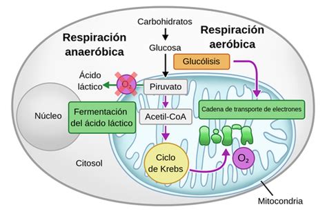 Diagrama comparativo de la respiración aeróbica y la fermentación, mostrando las diferencias en el uso de aceptores de electrones y la producción de ATP.