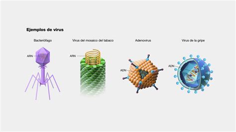 Infografía detallando los diferentes tipos de virus que causan resfriados y sus periodos de mayor incidencia a lo largo del año.