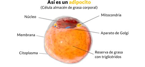 Esquema mostrando la localización de la grasa subcutánea, intermuscular y visceral