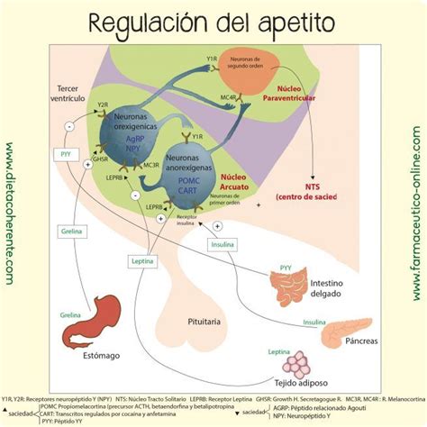 Esquema de la interacción entre grelina, GHS-R y el hipotálamo en la regulación del apetito.