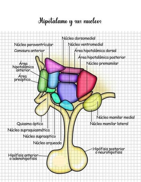 Diagrama simplificado del hipotálamo y sus núcleos implicados en la regulación del apetito y el balance energético.