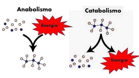 Ilustración esquemática comparando anabolismo (construcción) y catabolismo (degradación) en el cuerpo humano.