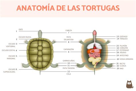 Ilustración de las partes de una tortuga mostrando la cloaca.