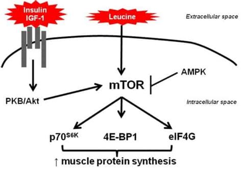 Diagrama que muestra cómo la proteína y el entrenamiento de fuerza activan el mTOR, y cómo el ayuno o el déficit calórico lo relajan.