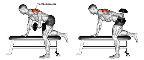 Diagrama mostrando la posición correcta para realizar patadas de tríceps con mancuernas.