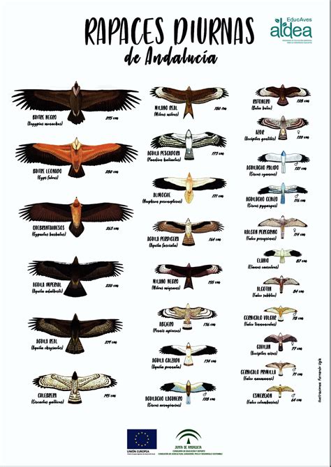 Diagrama comparativo de aves rapaces utilizadas en cetrería (halcón peregrino, azor, águila) con sus presas y terrenos de caza.