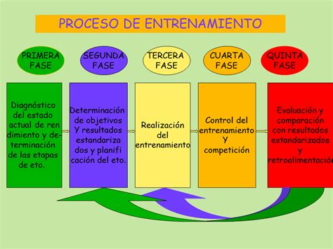 Infografía detallando las etapas del entrenamiento de un halcón, desde el amansamiento hasta el vuelo libre.