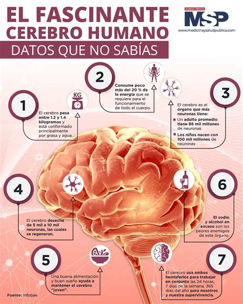 Infografía comparativa del consumo de oxígeno del cerebro humano y otros órganos