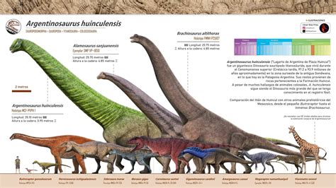 Infografía comparando el tamaño de Argentinosaurus con otros animales prehistóricos y modernos