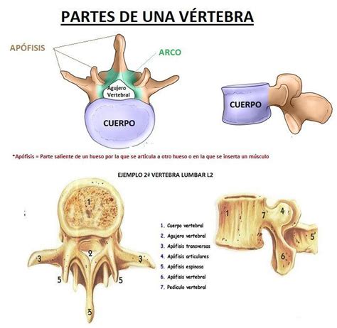 Diagrama de una vértebra de Argentinosaurus mostrando las articulaciones y cámaras de aire