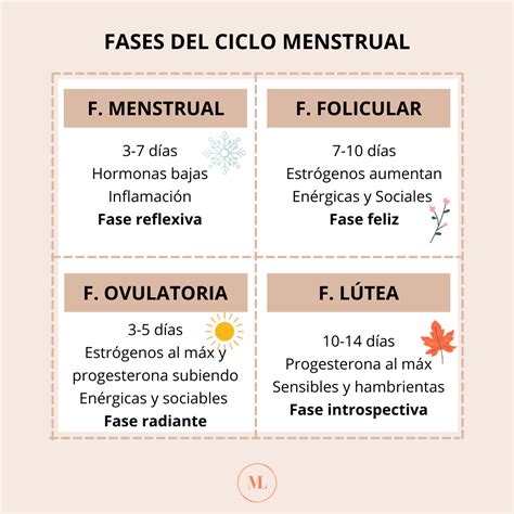infografía detallando las fases del ciclo menstrual femenino y sus características hormonales