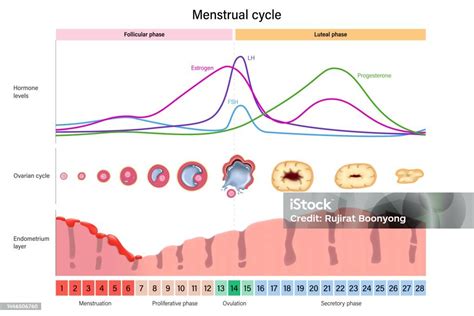 esquema visual mostrando la relación entre niveles hormonales y rendimiento deportivo a lo largo del ciclo menstrual