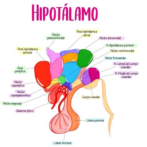 Ilustración del hipotálamo y el circuito del hambre en el cerebro