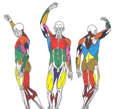 Ilustración que muestra los principales grupos musculares implicados en el judo: piernas, brazos, espalda y core.