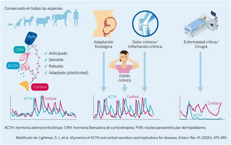 Infografía comparativa de los efectos de los corticoides orales/inyectables versus los inhalados