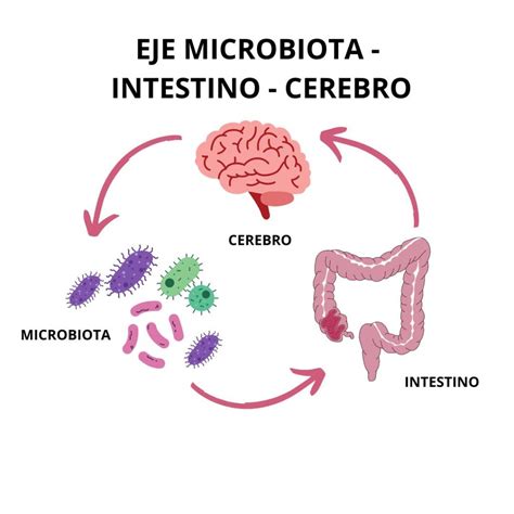 diagrama que ilustra la conexión entre el microbioma intestinal, el cerebro y los efectos del ayuno intermitente