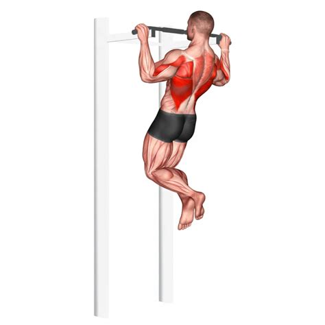 Ilustración mostrando la técnica correcta de dominadas y remo con mancuernas.