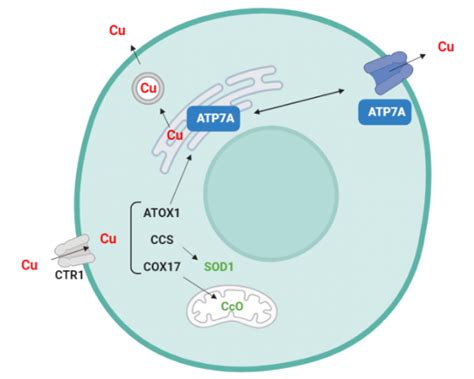 Diagrama de la red del Golgi y la localización de las proteínas ATP7A y ATP7B