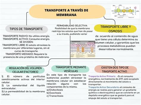 Esquema detallado de las vías de transporte de cobre mediadas por chaperonas