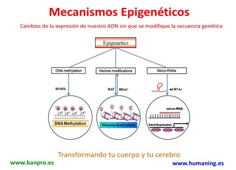 Infografía sobre los mecanismos epigenéticos influenciados por la dieta cetogénica.