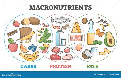 gráfico que muestra la relación entre macronutrientes (proteína, carbohidratos, grasas) y la saciedad.