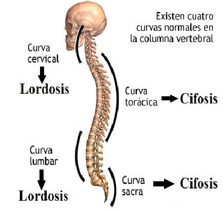 Infografía detallando las curvaturas fisiológicas y patológicas de la columna vertebral, con énfasis en la cifosis dorsal.