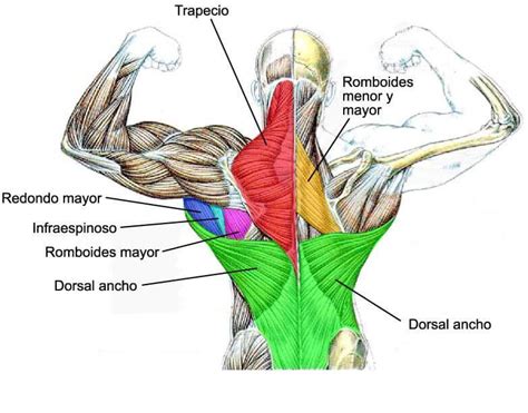 Diagrama anatómico mostrando los músculos de la espalda superior y el cuello, resaltando los erectores espinales y los retractores de escápulas.