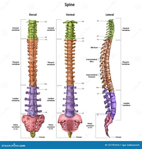 Ilustración de la columna vertebral humana con puntos de dolor comunes indicados