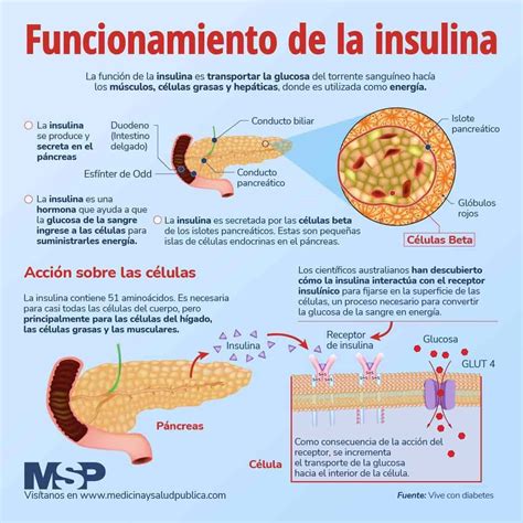 Infografía explicando la función de la insulina en el metabolismo.
