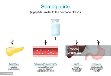 Infografía explicando el mecanismo de acción de la semaglutida en la regulación de la glucosa y el apetito.